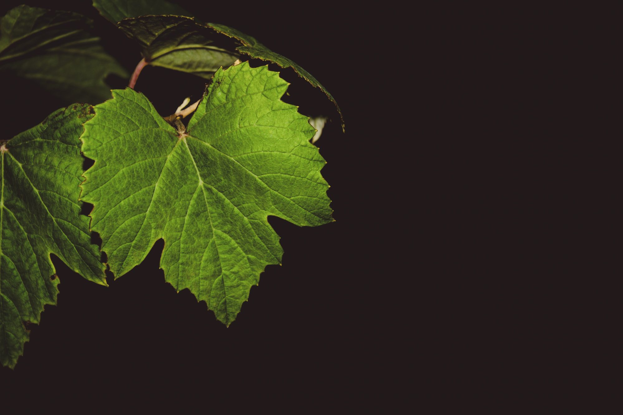 Feuille de vigne du domaine en gros plan