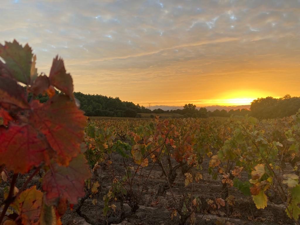 Les vignes du domaine à l'automne, feuilles rousses et soleil couchant sur les coteaux
