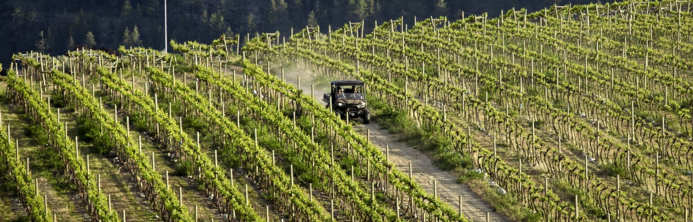 Rangs de vigne du domaine sur les coteaux
