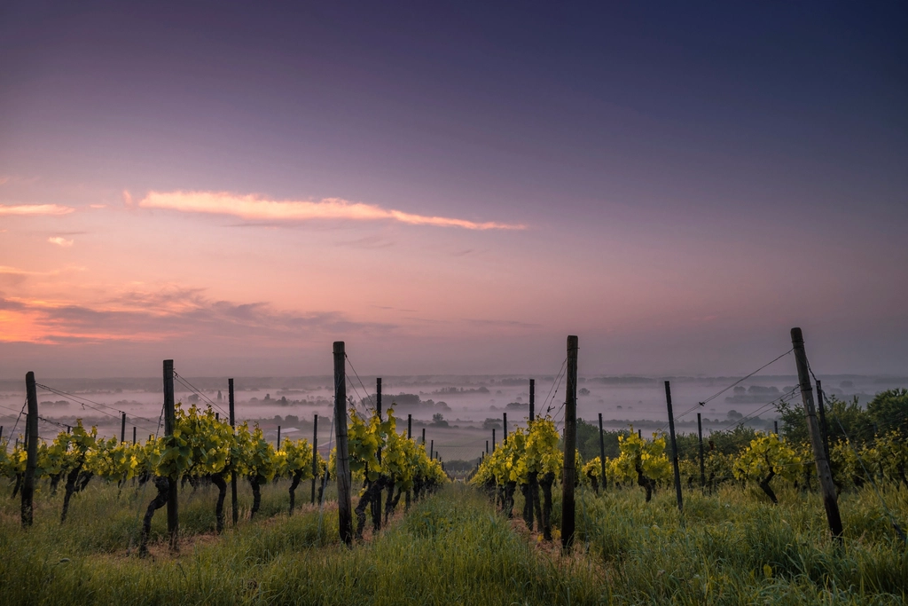 Vignes taillées à l'aube